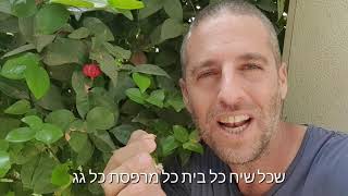 פיטנגו גדר חיה טעימה במיוחד!