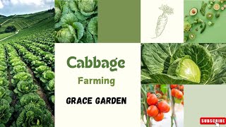 CABBAGE FARMING 🥬🚜 Organic Farming, Grace Garden  #garden #cabbage #vegetables