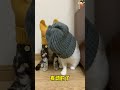 猫咪智商测试 cat cute funny cutecat