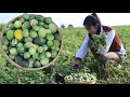 Have You Ever Seen These Small Melons? / Wild Small Melon Cooking / Cooking By Sreypov.