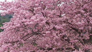 2023年２月24日　河津桜