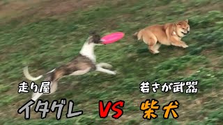 本気の柴犬。遊びのイタグレ。【ちゃちゃ丸】