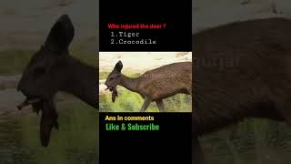 deer Injured by Crocodile #shorts  VC BLG