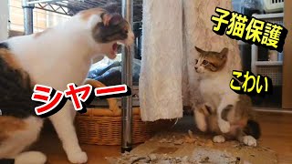 子猫 保護　先住猫に怒られる！　子猫のぴえん