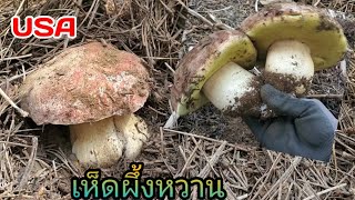 (ep.9)6.12.2021 เก็บเห็ดผึ้งหวานใต้ดินในอเมริกา/Picking King Boletes Mushrooms CA USA