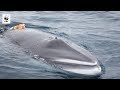 First Camera To Ever Be Attached to a Minke Whale | WWF-Australia