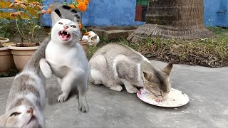 Hungry Energetic Cats Begging Food