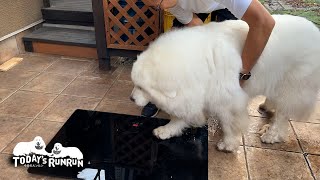 ダイエット完了から1ヶ月後もベスト体重をキープしているルンルンとアランです　Great Pyrenees　グレートピレニーズ