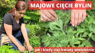 Jak pielęgnować ogród w maju - majowe cięcie bylin - Chelsea Chop.