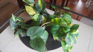 නිවසේ අලංකාරය වැඩි කරන indoor plants chanel by💞my recipe