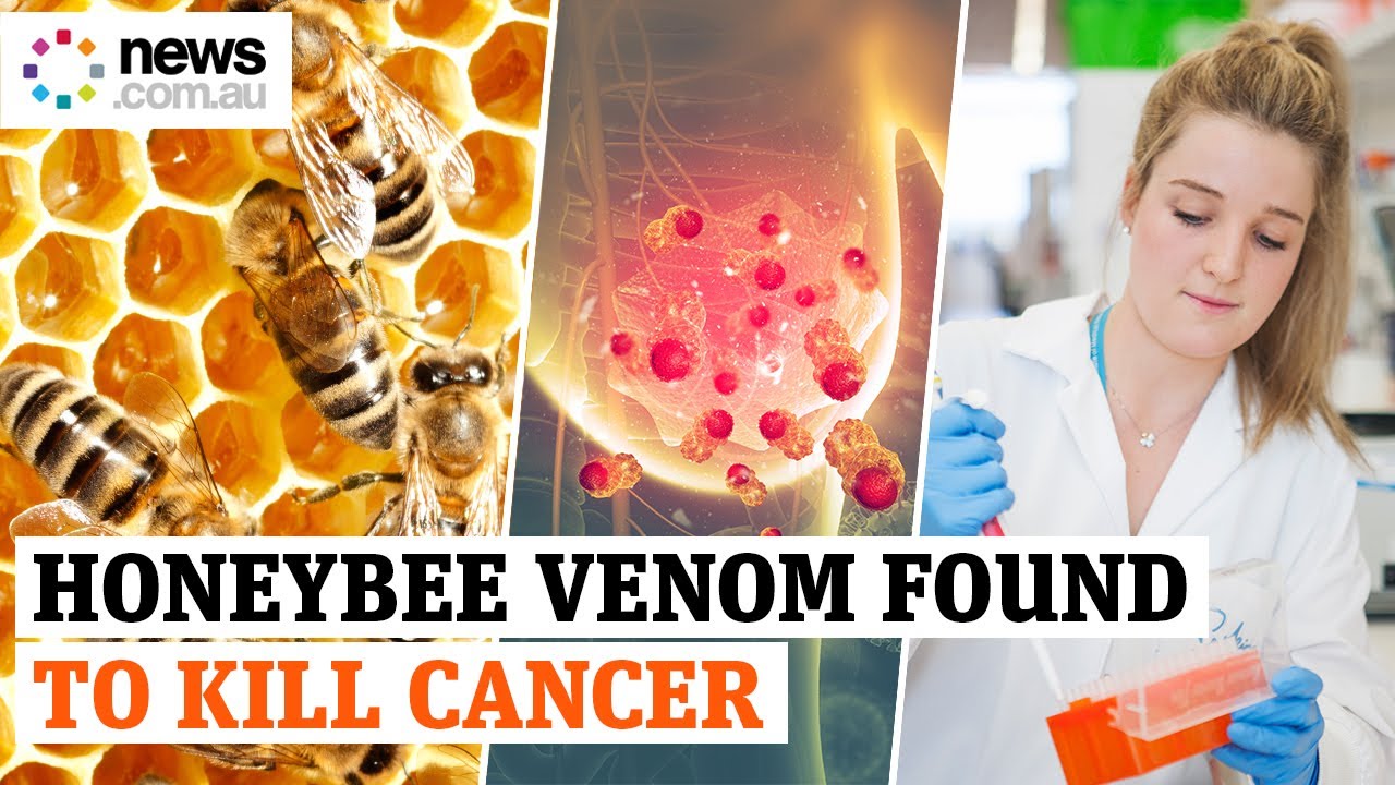 Honeybee Venom Found To Kill Cancer - YouTube