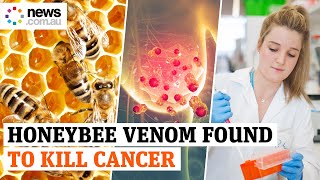 Honeybee venom found to kill cancer