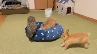 フクロウの赤ちゃん成長記録55日目【スピックスコノハズク】