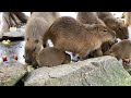 みんなでお食事🌱カピバラさん　※real capybara　 姫路セントラルパーク カピバラ