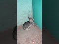 தாயால் கைவிடப்பட்ட குட்டி பூனை kitten satisfying nature agriculture viral village