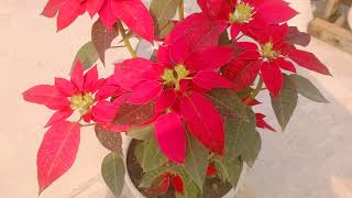 পয়েনসেটিয়া গাছের পরিচর্যা এবং চারা তৈরী🌺 | How to care poinsettia | Nasrin Roof Garden