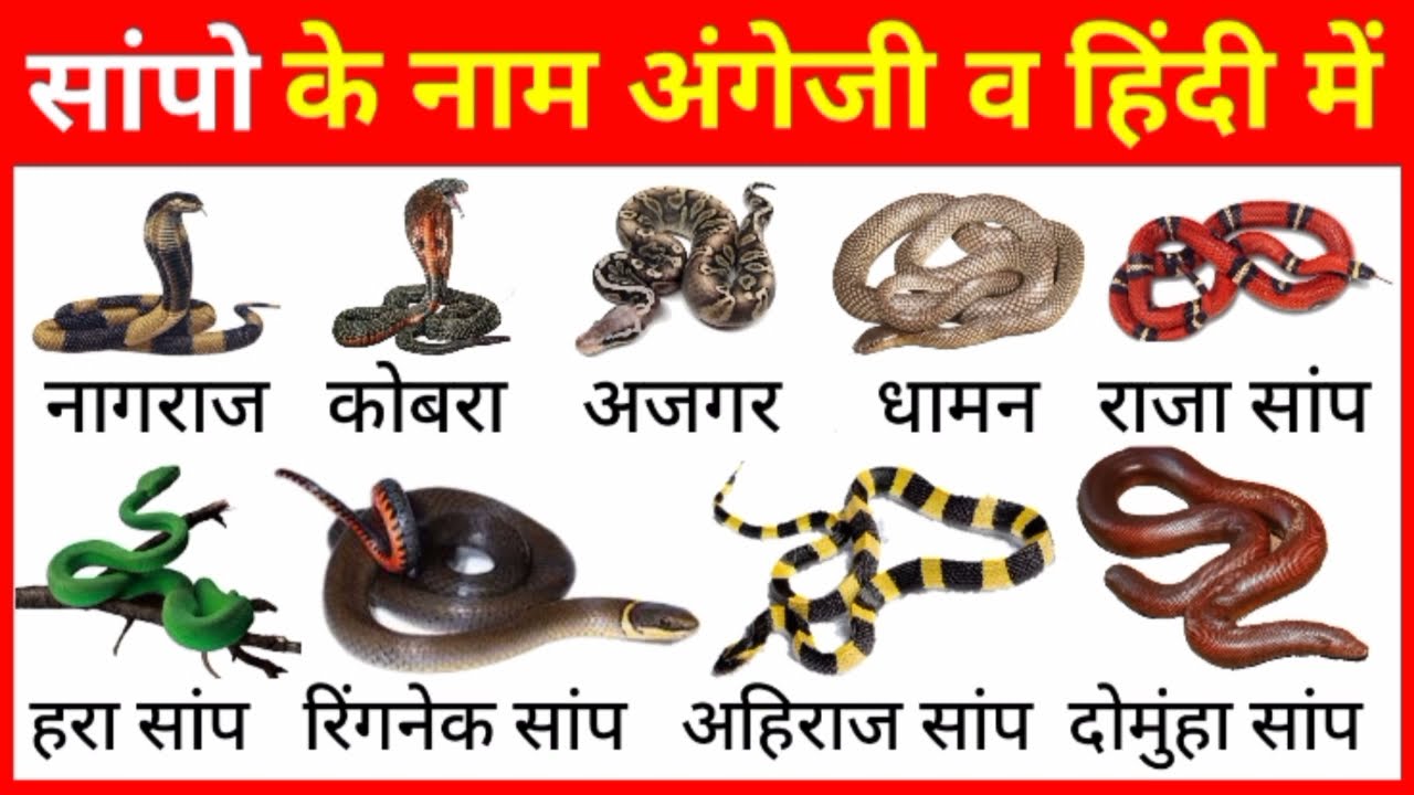 Snake Name In English And Hindi With Pictures | सांपो के नाम हिंदी और ...