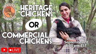 Chickens Unleashed: Exploring the World of Heritage and Commercial Birds