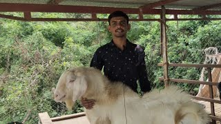 மேய்ச்சல் முறையில் வெள்ளாடு வளர்க்கும் இளைஞர் | Goat farm in tamil.