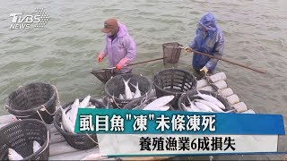 虱目魚\