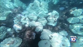 Efforts ongoing to save South Florida's coral reefs amid historic heat wave