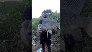 Unbelievable BIGGEST Tilapia Fish Catch  #fishing #fishingvideos #thoondilulagam #lakefishing