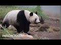 シャンシャンありがとう xiangxiang 香香 シャンシャン 上野動物園 panda 50th 中国 四川省 シャンシャン