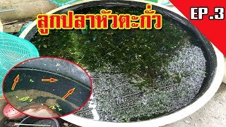 เลี้ยงปลาหัวตะกั่ว | ในบ่อซีเมนต์ | ลูกปลาตัวน้อยๆ | EP.3 |