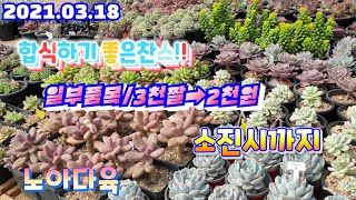 (노아다육1탄)3천원아가들 소진시까지2천원/2만이상택배가능010 9884 1044(korean succulent plants)