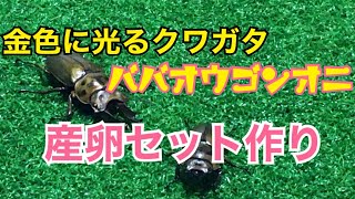 【初心者向け】ババオウゴンオニクワガタの産卵セット