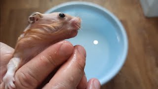 hamster takes a bath , underwater shooting