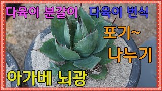 다육이 종류 다육식물 번식 포기 나누기 아가베 뇌광