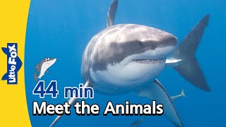 Meet the Animals 44 min | Shark, Alligator, Cheetah, Fox, Bear, Gorilla | Educational Videos