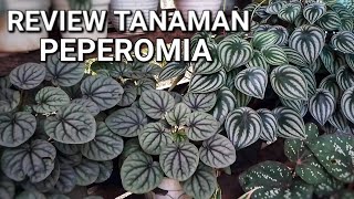 REVIEW TANAMAN PEPEROMIA || HOW TO CARE PEPEROMIA