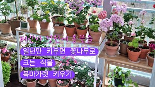 베란다에서 키우기 좋은식물/목마가렛 키우기/외목대 만들기/삽목방법