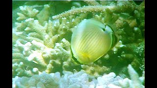 みすじちょうちょううお　Oval butterflyfish　弓月蝴蝶魚