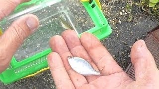 淡水魚研究　タナゴを秘密の場所で捕っていたら