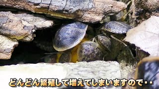 デュビアを増やし過ぎないで飼育。