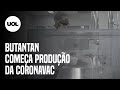 CoronaVac: Instituto Butantan começa a produzir vacina contra covid-19