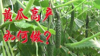 What is the relationship between high yield of cucumber and what? Not the same as you think.