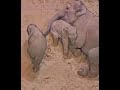 how baby elephants sleep