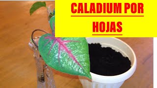 Reproduciendo caladium