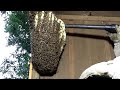 Why do bees build open air colonies?