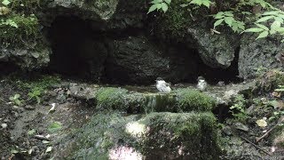 山中湖 大洞の泉のヒガラとコガラの水浴び　その６（4K動画）