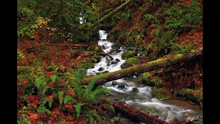 Dosewallips State Park