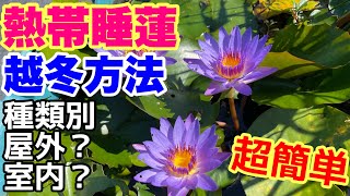 熱帯睡蓮の冬越し、越冬方法！寒さに強い品種、弱い品種！確実に越冬させる！簡単にできる方法！　メダカ睡蓮ビオトープ