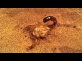 Scorpion Moms | California Academy of Sciences