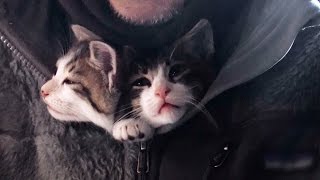 WOWOW『連続ドラマW グーグーだって猫である2 -good good the fortune cat-』猫だけのスペシャル動画