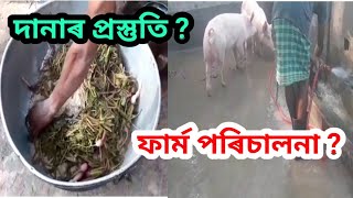 Assamese farm piggery, how to management in our piggery farm in Assam, pig farm in assam