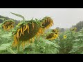 sunflowers in the rain